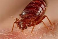 Goode Bed Bug Control Brisbane image 6